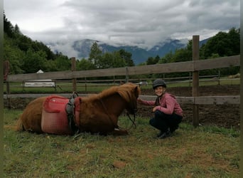 Icelandic Horse, Mare, 7 years, 14 hh, Chestnut-Red