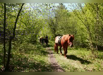 Icelandic Horse, Mare, 7 years, 14 hh, Chestnut-Red