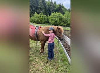 Icelandic Horse, Mare, 7 years, 14 hh, Chestnut-Red