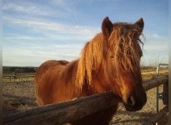 Icelandic Horse, Mare, 7 years, 14 hh, Chestnut-Red