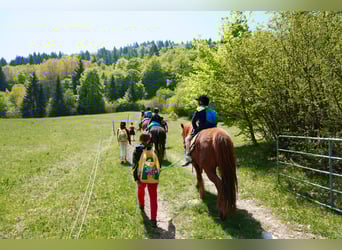 Icelandic Horse, Mare, 7 years, 14 hh, Chestnut-Red