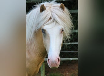 Icelandic Horse, Stallion, 3 years, 13.2 hh, Palomino