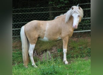 Icelandic Horse, Stallion, 3 years, 13.2 hh, Palomino