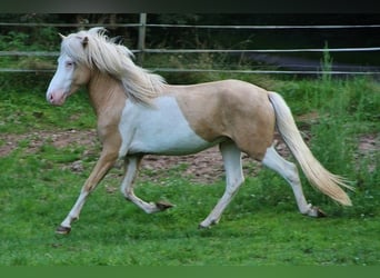 Icelandic Horse, Stallion, 3 years, 13.2 hh, Palomino
