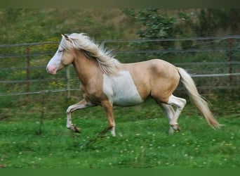 Icelandic Horse, Stallion, 3 years, 13.2 hh, Palomino