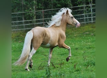 Icelandic Horse, Stallion, 3 years, 13.2 hh, Palomino