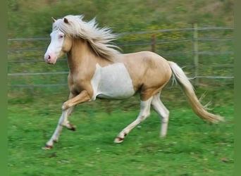 Icelandic Horse, Stallion, 3 years, 13.2 hh, Palomino