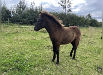 Icelandic Horse, Stallion, Foal (05/2025), 14 hh, Black