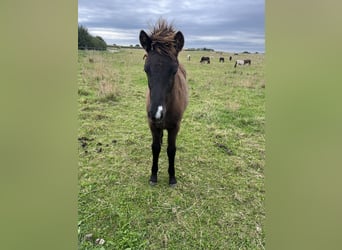 Icelandic Horse, Stallion, Foal (05/2025), 14 hh, Black