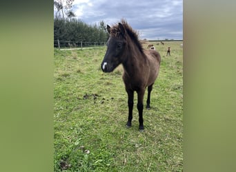 Icelandic Horse, Stallion, Foal (05/2025), 14 hh, Black