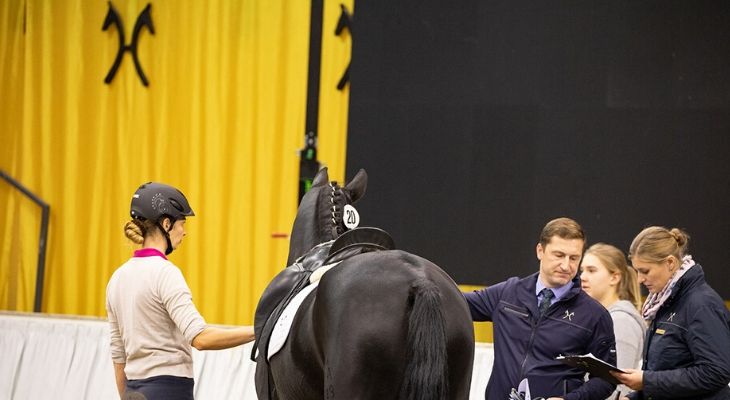 Verdener Auktion: Pferd in der Halle