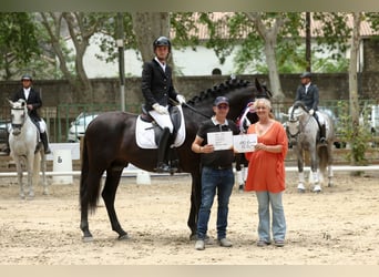 PRE, Stallion, 6 years, 16.3 hh, Black