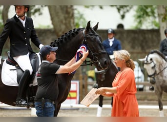 PRE, Stallion, 6 years, 16.3 hh, Black
