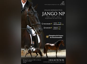 PRE, Stallion, 6 years, 16.3 hh, Black