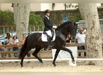 PRE, Stallion, 6 years, 16.3 hh, Black