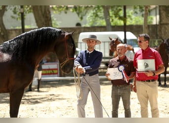 PRE, Stallion, 6 years, 16.3 hh, Black