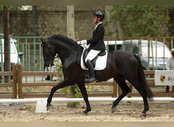 PRE, Stallion, 6 years, 16.3 hh, Black
