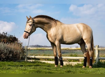 PRE, Stallion, 9 years, 15.3 hh, Perlino