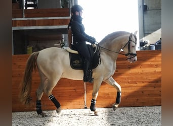 PRE, Stallion, 9 years, 15.3 hh, Perlino