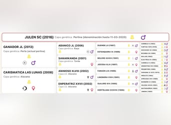 PRE, Stallion, 9 years, 15.3 hh, Perlino