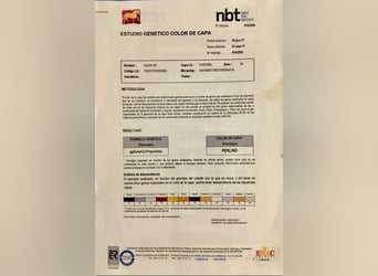 PRE, Stallion, 9 years, 15.3 hh, Perlino