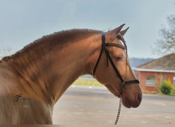 PRE, Stallion, 9 years, 15.3 hh, Perlino