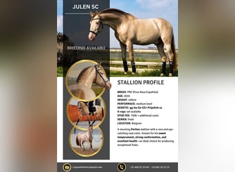 PRE, Stallion, 9 years, 15.3 hh, Perlino