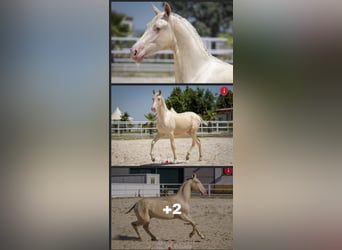 PRE, Stallion, 9 years, 15.3 hh, Perlino