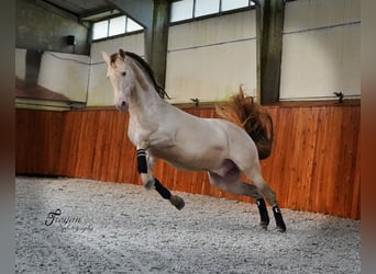 PRE, Stallion, 9 years, 15.3 hh, Perlino