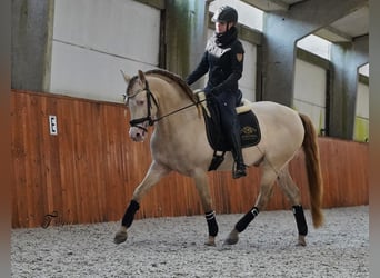 PRE, Stallion, 9 years, 15.3 hh, Perlino