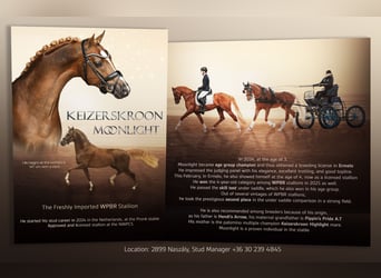 Welsh PB (Partbred), Stallion, 4 years, 14.1 hh, Chestnut-Red