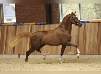 Welsh PB (Partbred), Stallion, 4 years, 14.1 hh, Chestnut-Red