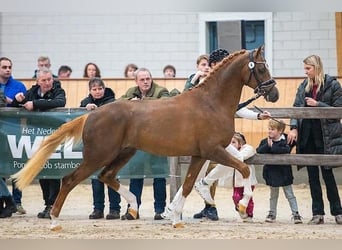 Welsh PB (Partbred), Stallion, 4 years, 14.1 hh, Chestnut-Red