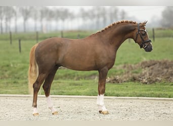 Welsh PB (Partbred), Stallion, 4 years, 14.1 hh, Chestnut-Red