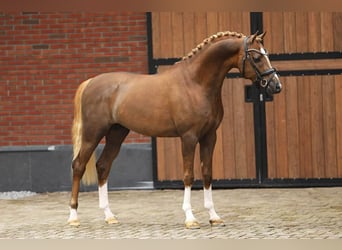 Welsh PB (Partbred), Stallion, 4 years, 14.1 hh, Chestnut-Red