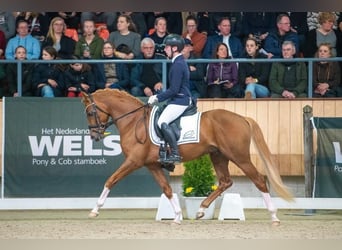 Welsh PB (Partbred), Stallion, 4 years, 14.1 hh, Chestnut-Red