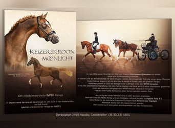 Welsh PB (Partbred), Stallion, 4 years, 14.1 hh, Chestnut-Red