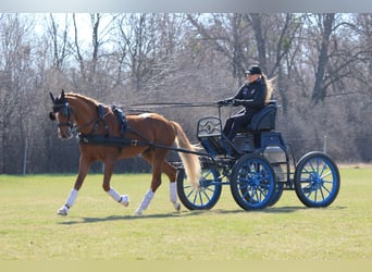 Welsh PB (Partbred), Stallion, 4 years, 14.1 hh, Chestnut-Red