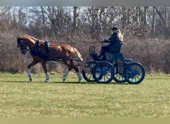 Welsh PB (Partbred), Stallion, 4 years, 14.1 hh, Chestnut-Red