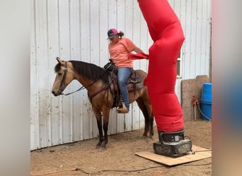 Kentucky Mountain Saddle Horse, Mare, 5 years, 14 hh, Buckskin