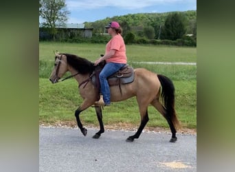 Kentucky Mountain Saddle Horse, Mare, 5 years, 14 hh, Buckskin