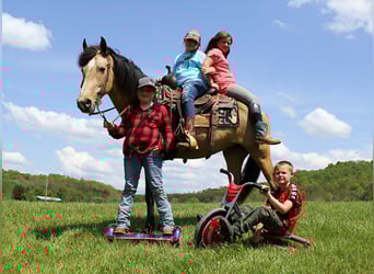 Kentucky Mountain Saddle Horse, Mare, 5 years, 14 hh, Buckskin