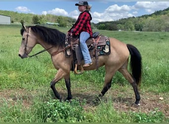 Kentucky Mountain Saddle Horse, Mare, 5 years, 14 hh, Buckskin