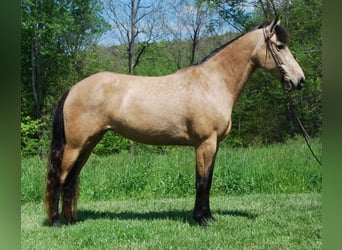 Kentucky Mountain Saddle Horse, Mare, 5 years, 14 hh, Buckskin