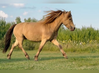 NMPRS, Stallion, 5 years, 9.1 hh, Champagne