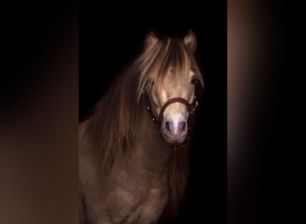 NMPRS, Stallion, 5 years, 9.1 hh, Champagne