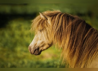 NMPRS, Stallion, 5 years, 9.1 hh, Champagne