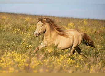 NMPRS, Stallion, 5 years, 9.1 hh, Champagne