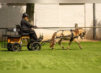 NMPRS, Stallion, 5 years, 9.1 hh, Champagne