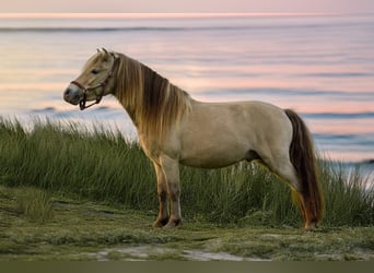 NMPRS, Stallion, 5 years, 9.1 hh, Champagne